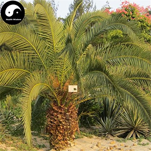 Creative Farmer Palm Seeds Ornamental Date Palm Seeds Palm Seeds Seeds