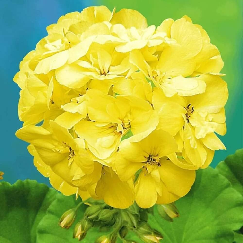 100+ Seeds - Yellow Japanese Rosebud Pelargonium Geranium Flower Seeds Pack- Home Lawn Terrace Garden Pack (B0CWVMJTGF) Amazon Price History, Amazon Price Tracker