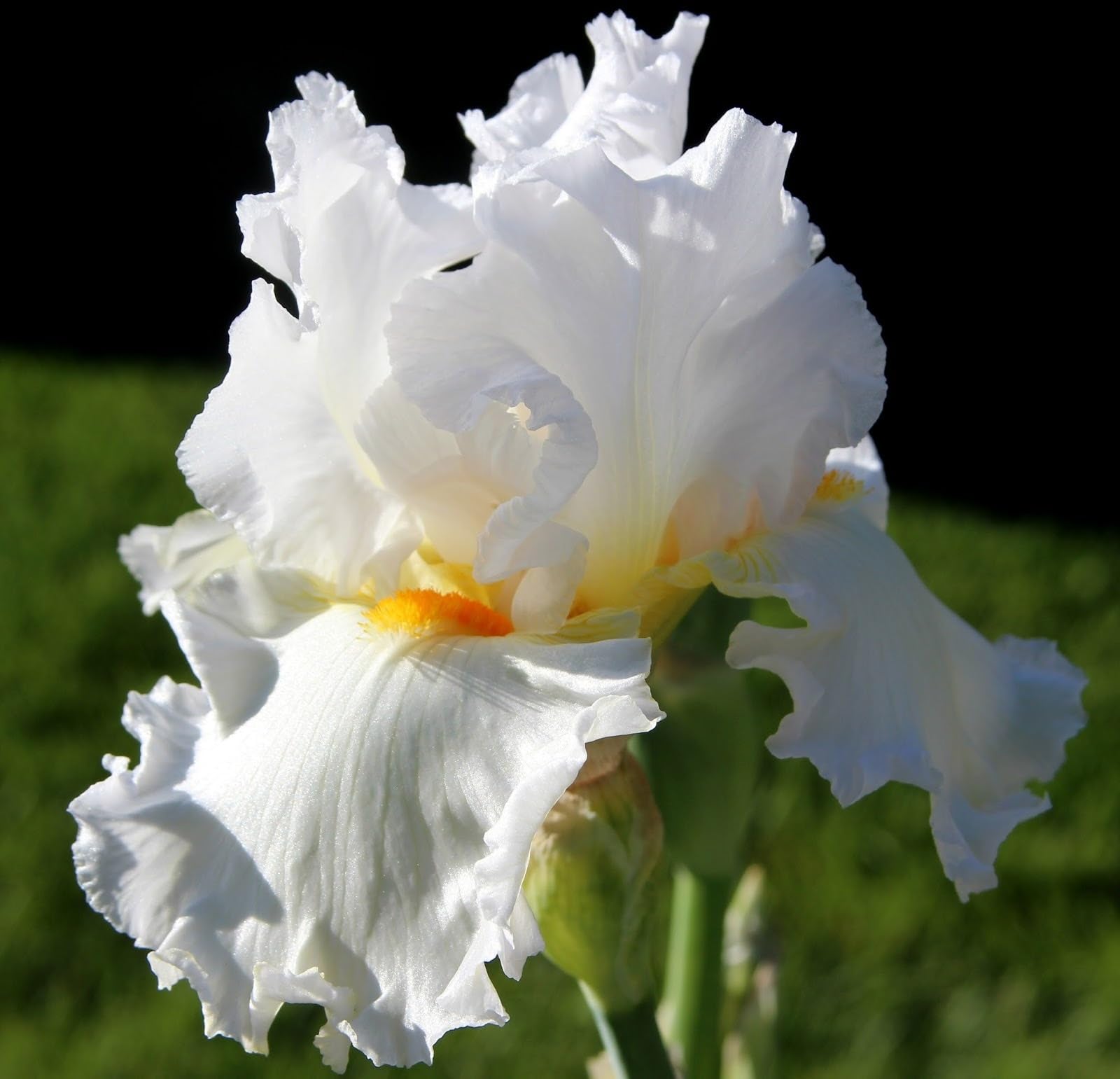 Iris Bulbs, Wedding, Simple Planting, Iris Bulbs for Planting, Perennial, Garden Flowers Now UK, Perfect UK Now, 15bulb-g