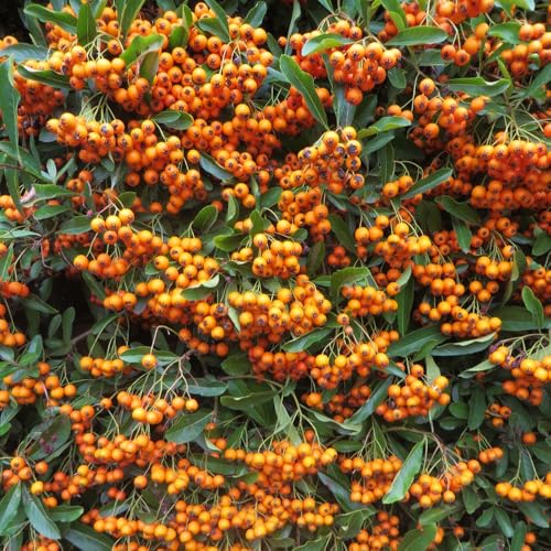 Pyracantha 'Firelight' – Firethorn Hardy Evergreen Shrub – Orange Autumn Berries – White Summer Flowers – Mounding Shrub, Hedge or Wall Plant – 1x 9cm Pot by Thompson and Morgan