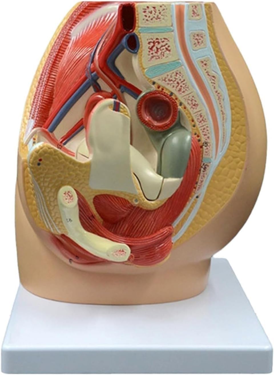1 szt. Model anatomii strzałkowej miednicy dorosłej kobiety – szczegółowy układ rozrodczy z cyfrowym identyfikatorem do celów edukacji w zakresie opieki zdrowotnej i zajęć lekcyjnych