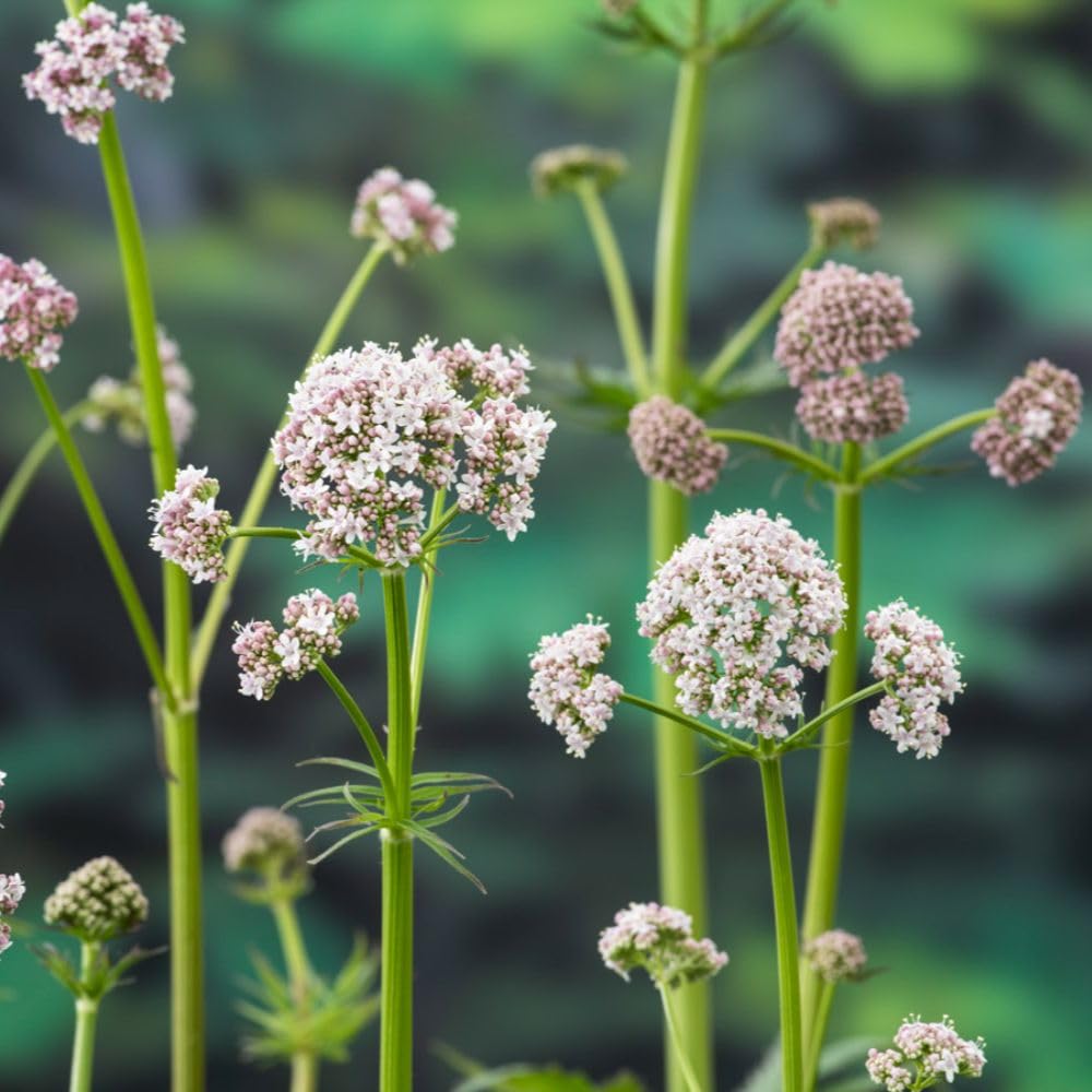 Valeriana officinalis Wild Marjoram Plant - 9cm Pot x 1 | Attracts Bees & Butterflies | Fragrant White/Pink Flowers | Native Wildflower | Thompson & Morgan