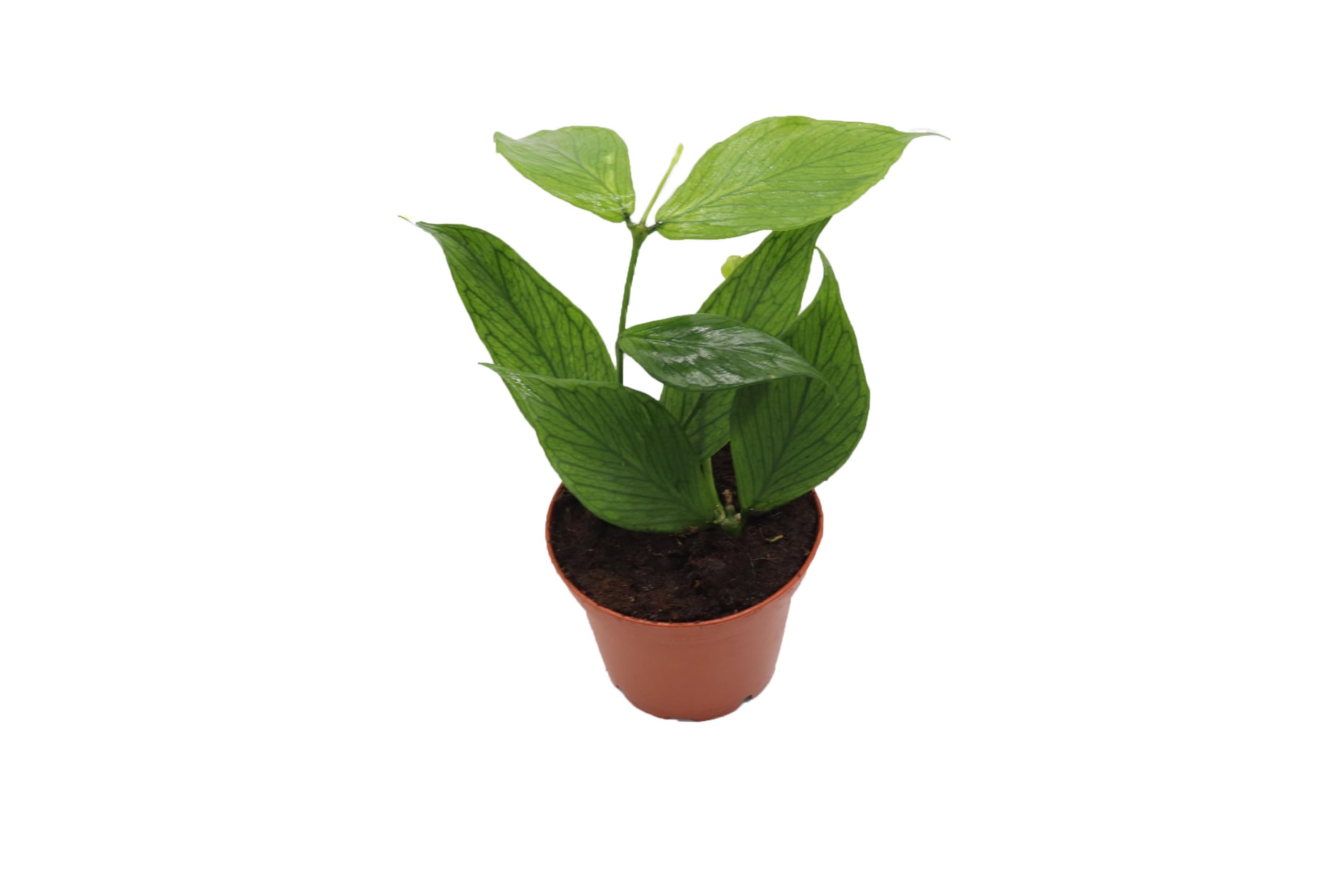 Amazon.com: Hoya Polyneura Fishtail (Mermaid Tail) - 2