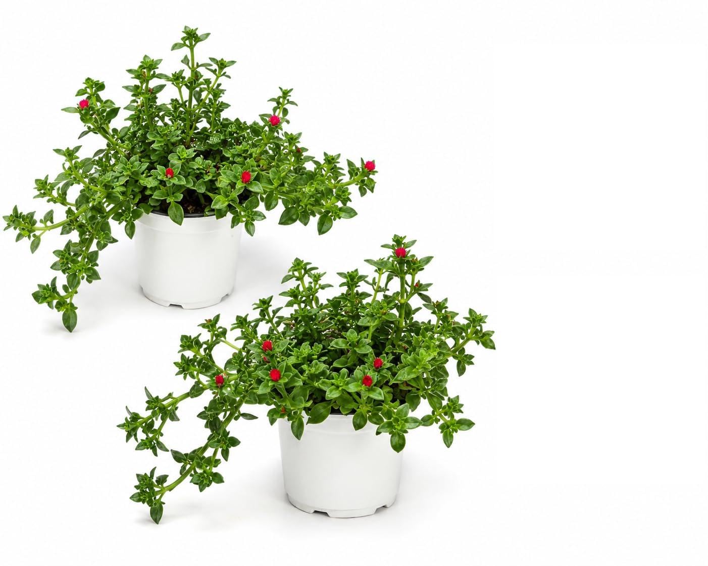 POWERS TO FLOWERS - MESEMBRIANTEMO STRISCIANTE RIFIORENTE, APTENIA CORDIFOLIA, DOROTHEANTUS, VASO 14CM DIAMETRO, piante vere
