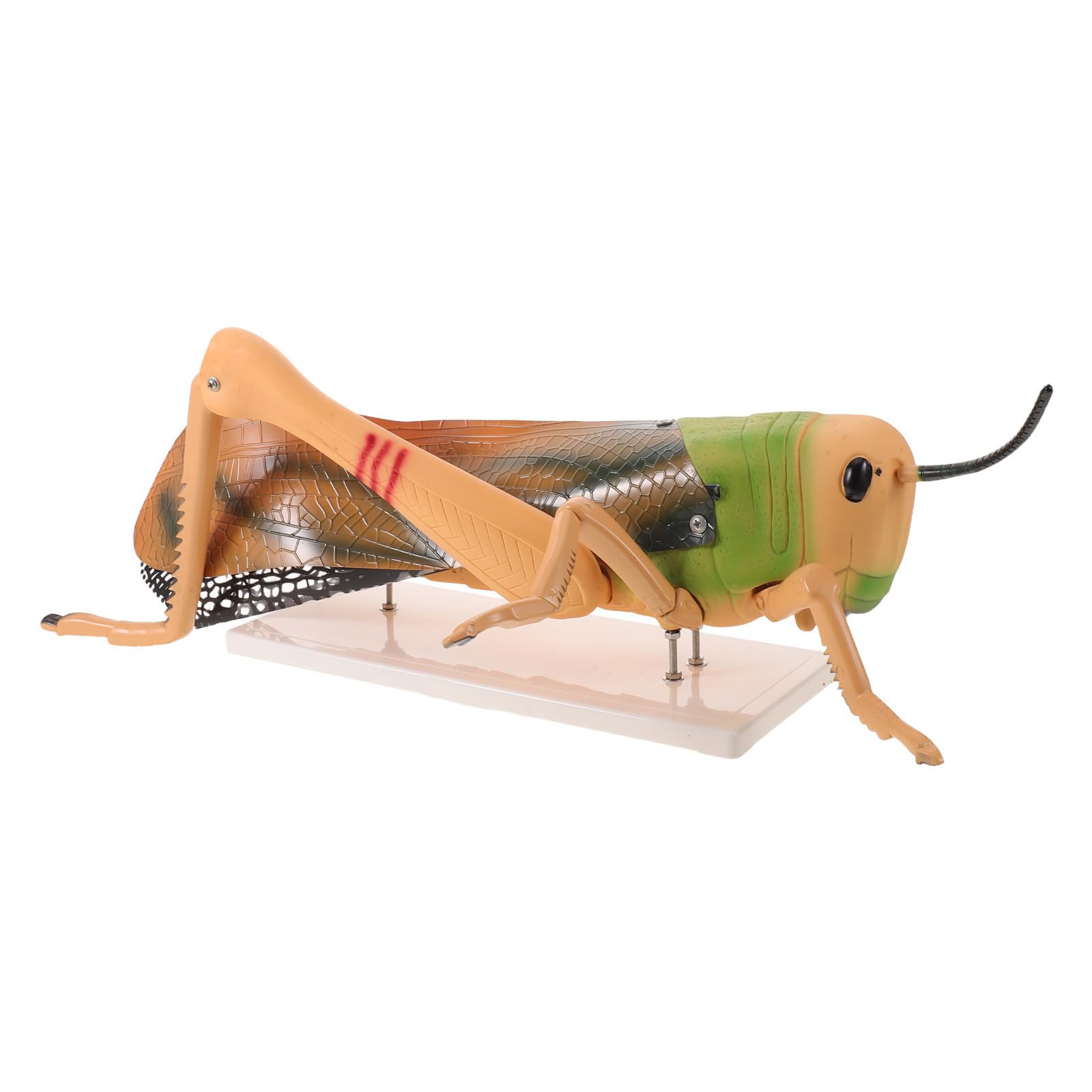 Modelo de Insecto Desmontado de PVC para Enseñanza de Entomología