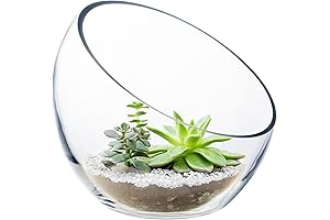 CYS EXCEL 6 Inch - 7 Inch Slanted Globe Bowl Terrarium