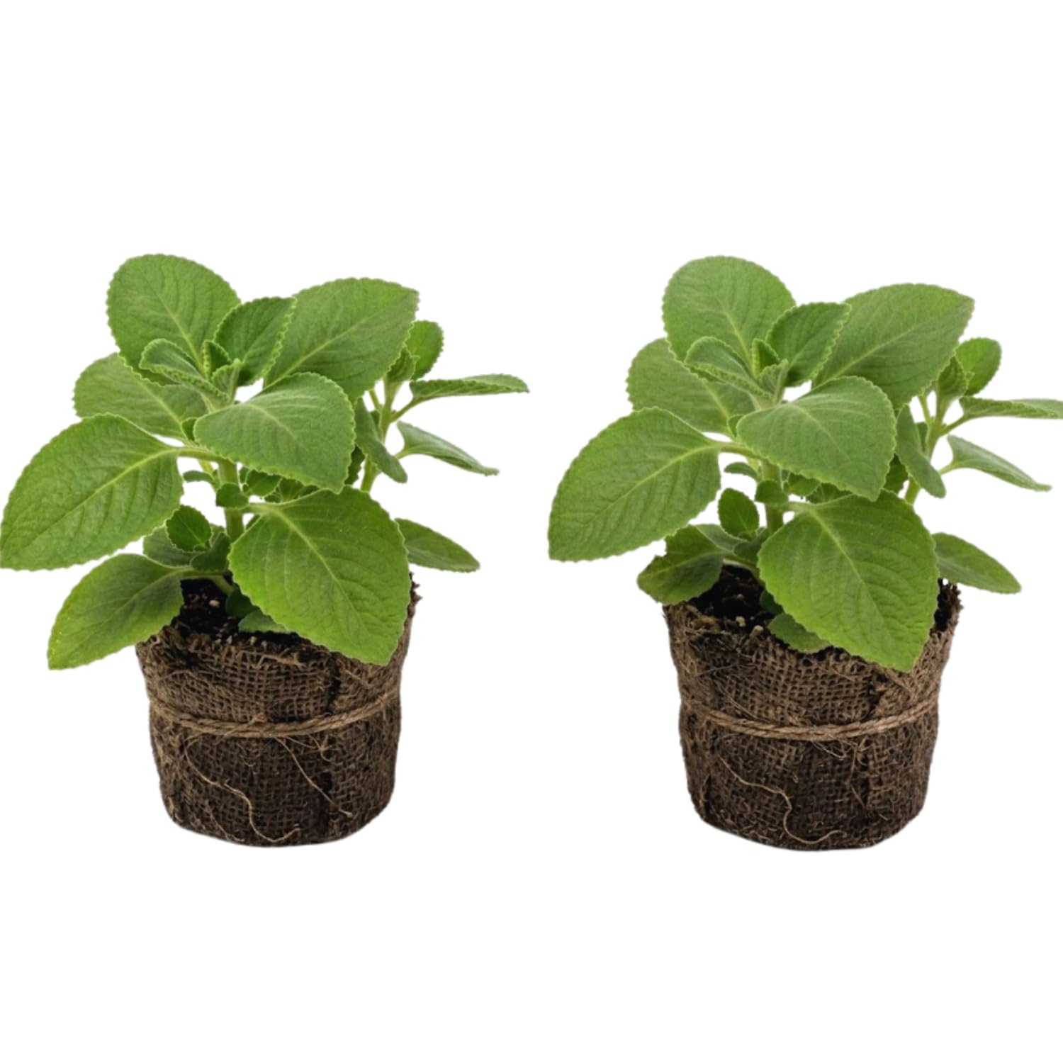Yunaksea Cuban Oregano 2-Pack