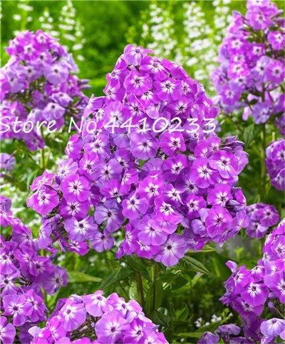 50 Pz Phlox Fiore Phlox Drummondii Casa Giardino Decorazione Windowsill Guarda Fiore Phlox Fiore Semente Mix Colori: f