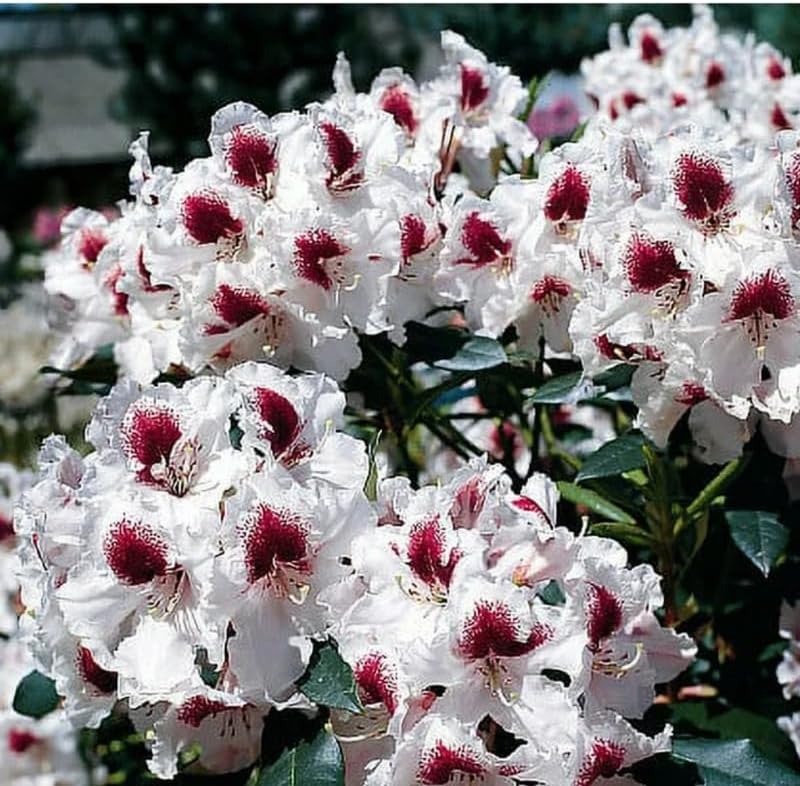 Grandes plantas de rododendro blanco brillante de 1 galón vivas, plantas de azalea de 1 a 3 años de edad, arbustos vivos para plantar, muy bien