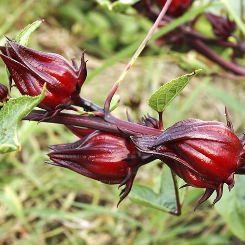 Miniatura 5 de QAUZUY GARDEN 50 semillas de acedera jamaicana Florida arándano indio roselle hibisco sabdariffa semillas de hibisco sabdariffa planta nutritiva sin