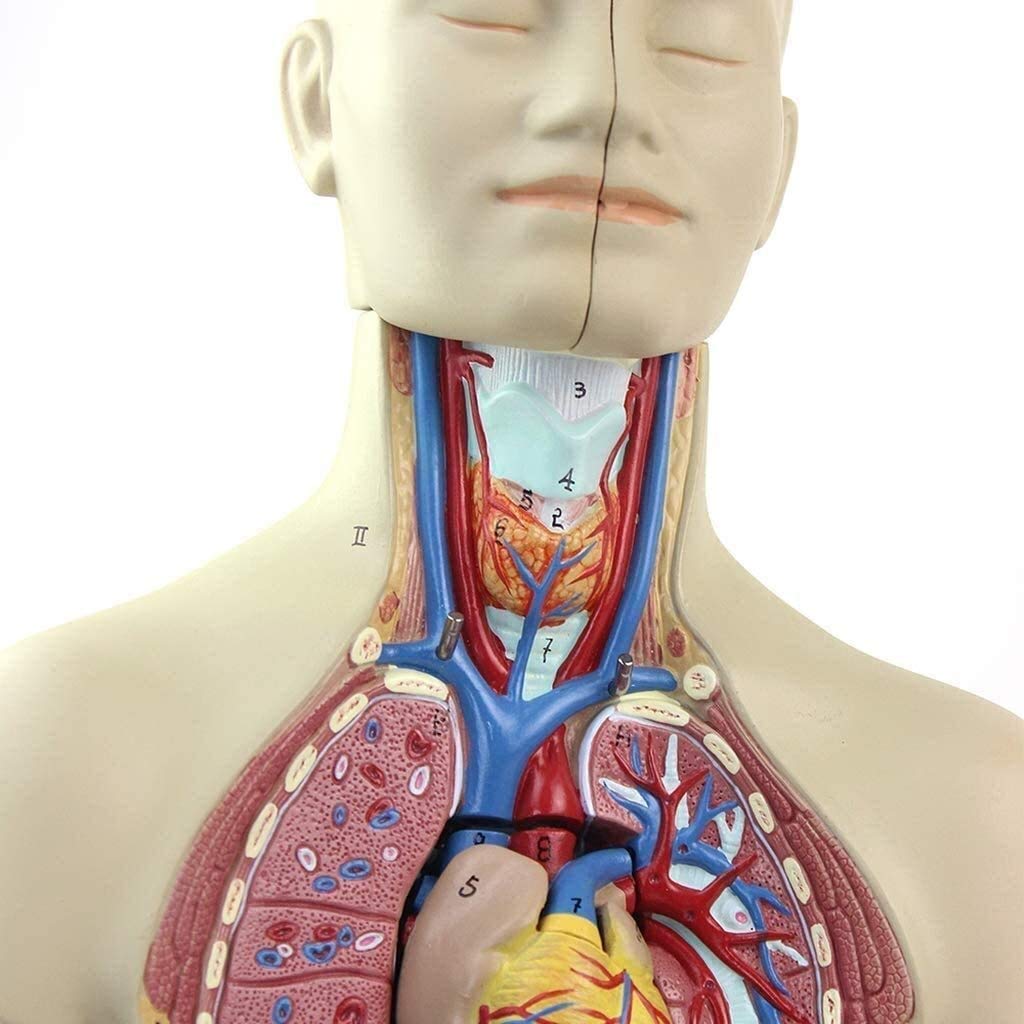 Torso Modelo Anatómico Desmontable del Cuerpo 12 Piezas De PVC De Equipos Médicos para Los Órganos Anatómicos, Kits De La Ciencia, Los Suministros De Laboratorio 43Cm