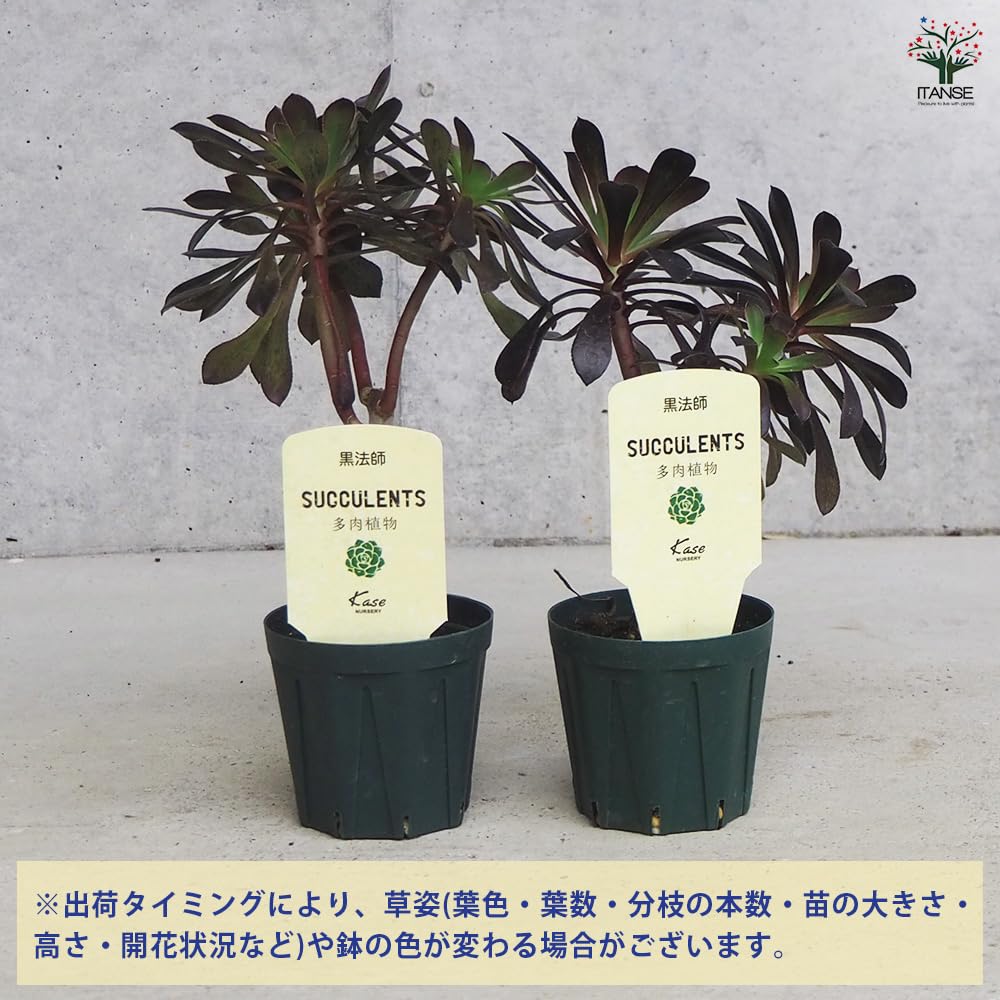 Amazon.co.jp: ITANSE 黒法師 2.5号 1個売り 多肉植物 Aeonium