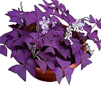 Ficoszo 12PCS Purple Shamrocks Oxalis Triangularis Bulbs - Good Luck Plants, Easy Indoor/Outdoor Growth for Beginners