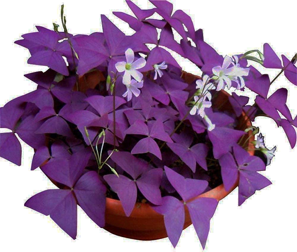 Photo 1 of 12PCS Purple Shamrocks Bulbs Good Luck Plant Purple Oxalis Bulbs for Planting Grows Indoor or Outdoor Oxalis Triangularis Bulb The Novice