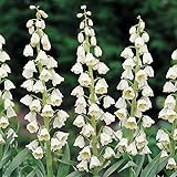 Ivory Bells Fritillaria Flower Bulb - Attracts Butterflies and Hummingbirds - Deer Resistant - Good as Cut Flowers - Naturalizing - Perennializing - Grow Live Plants
