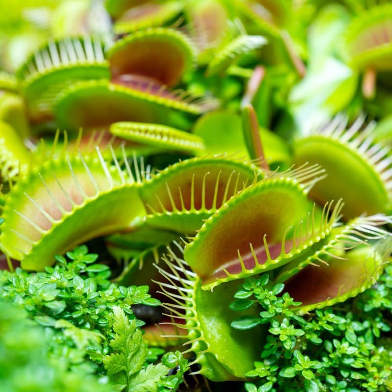 Pack 6 Mix Venus Flytraps Plants Live, Starter Plants Fly Trap Dionaea Muscipula for Growing