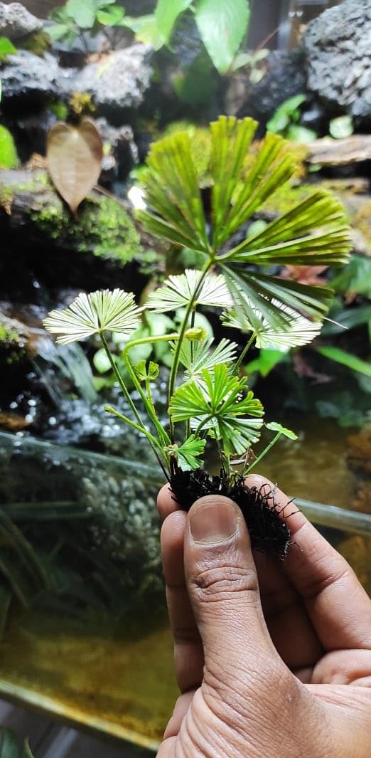 Terrarium Fern, Dwarf Wide Leaf Palm Fern by NATURAME (B0D8WKHN31) Amazon Price History, Amazon Price Tracker