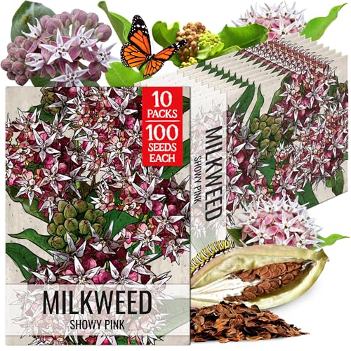 Image of Seed Needs Showy Milkweed Seeds to Attract Monarch Butterflies 10 Pack