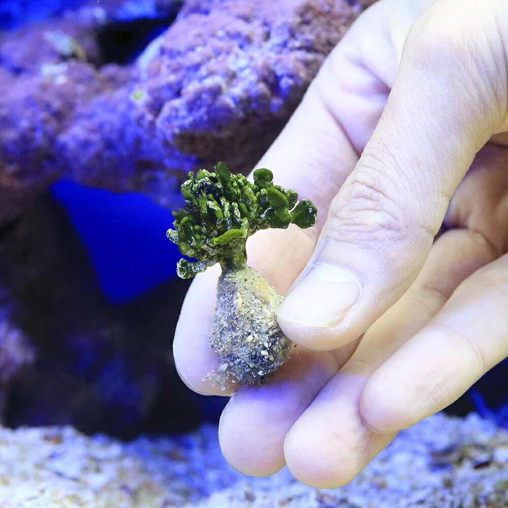Amazon.co.jp: （海水魚）海藻 コサボテングサ（1株） 北海道航空便要