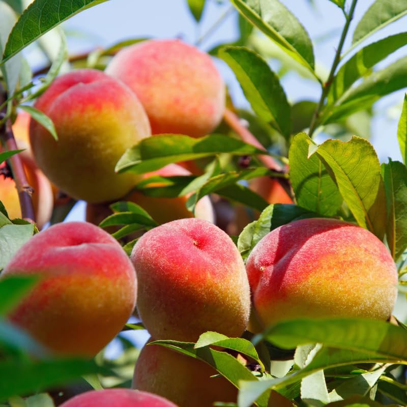 Sweet Red Peach Tree Seedling Live Plant, 6 to 12 Inches in Tall for Growing, Peachs Fruit Trees Cold Hardy, Plant Outdoor