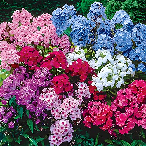 Votaniki Hardy Tall Phlox Mix - Fragrant Blooms, Perennial Phlox Bare Root Ready to Plant | Long Lasting Garden Display - Easy to Grow and Low Maintenance (3 Pack)