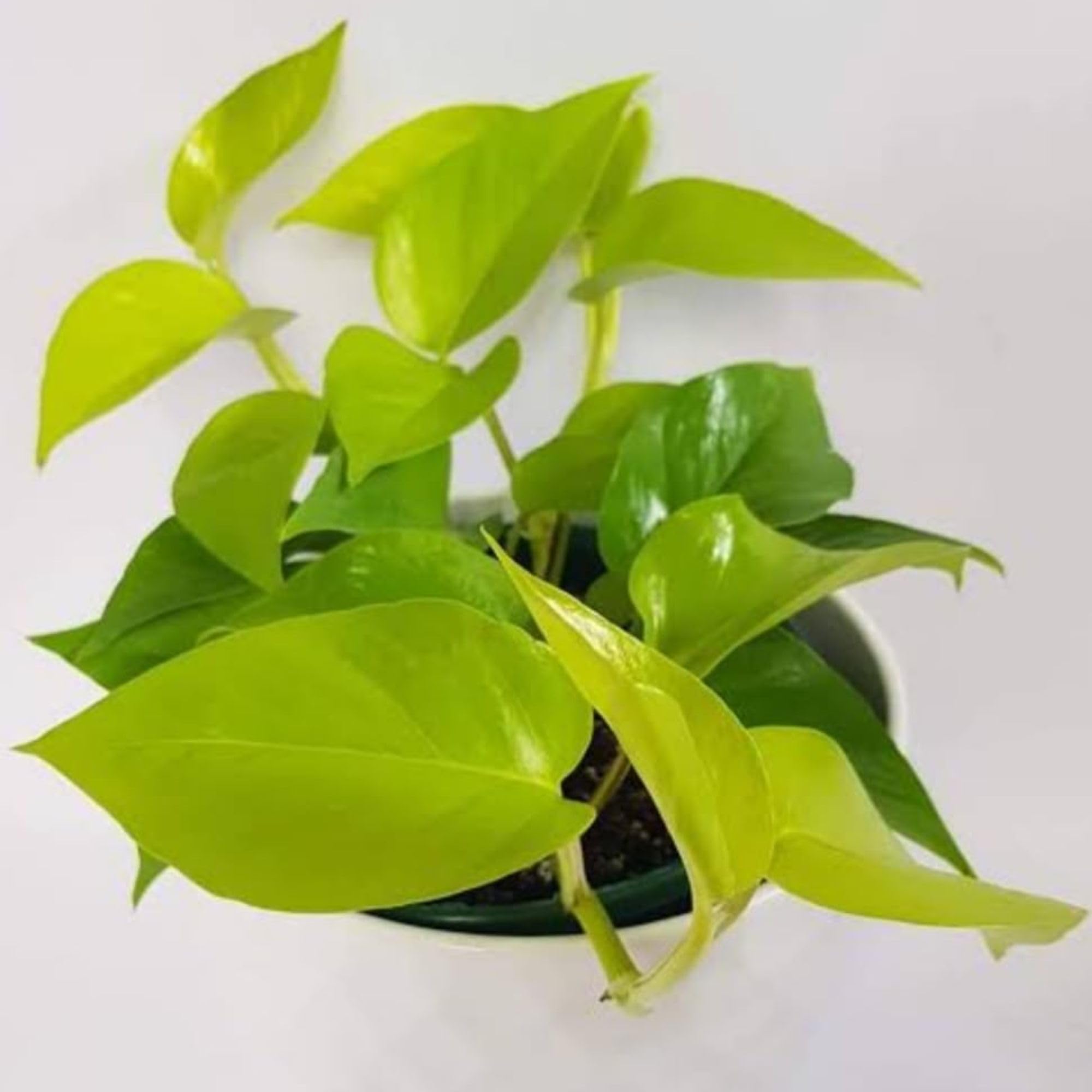 OCCIDENT Golden Lucky Money Plant (Pack of 1) (Size 6-12 Inch Plant) Tree for Office Desk Balcony Terrace Garden Living Room Corner Bedroom Home Decoration Air Oxygen Purifier Study Table Hanging (1)-image-23