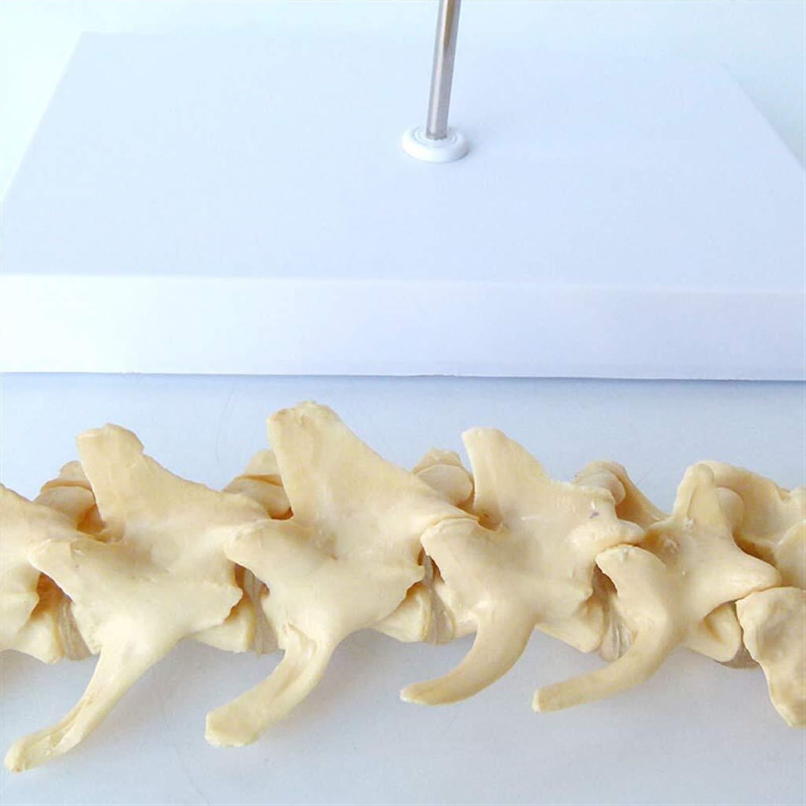 WlP Hunde-Lendenwirbel-Modell, Hunde-Skelett-Modell, Hunde-Wirbelsäulen-Modell, Hundeknochen-Wirbel-Anatomisches Modell, Medizinische Lehr-Demonstrationshilfe for Haustiere