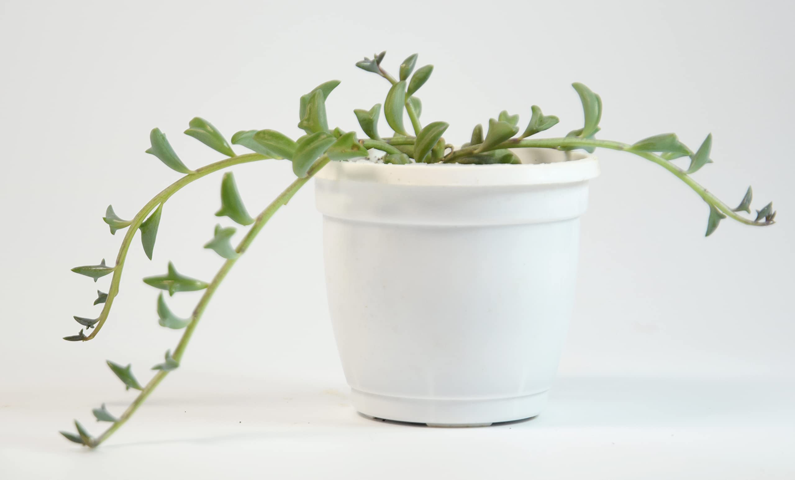 Strings of Dolphins, Senecio peregrinus Succulent Live Plant by India Gardening-image-3