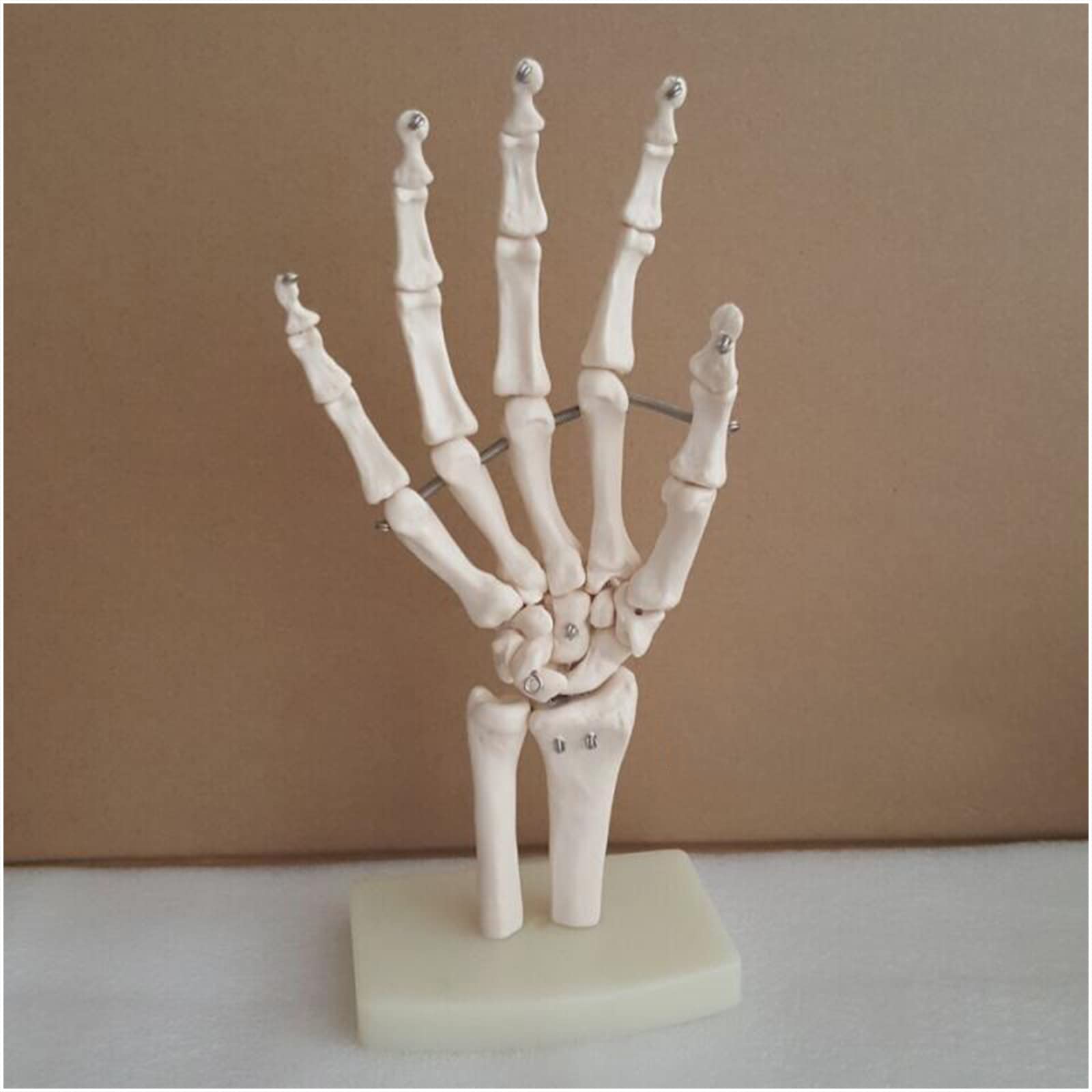 Modello anatomico a grandezza naturale con legamenti – modello di legamento dell'articolazione della mano umana – per insegnamento medico, forniture di laboratorio (A)