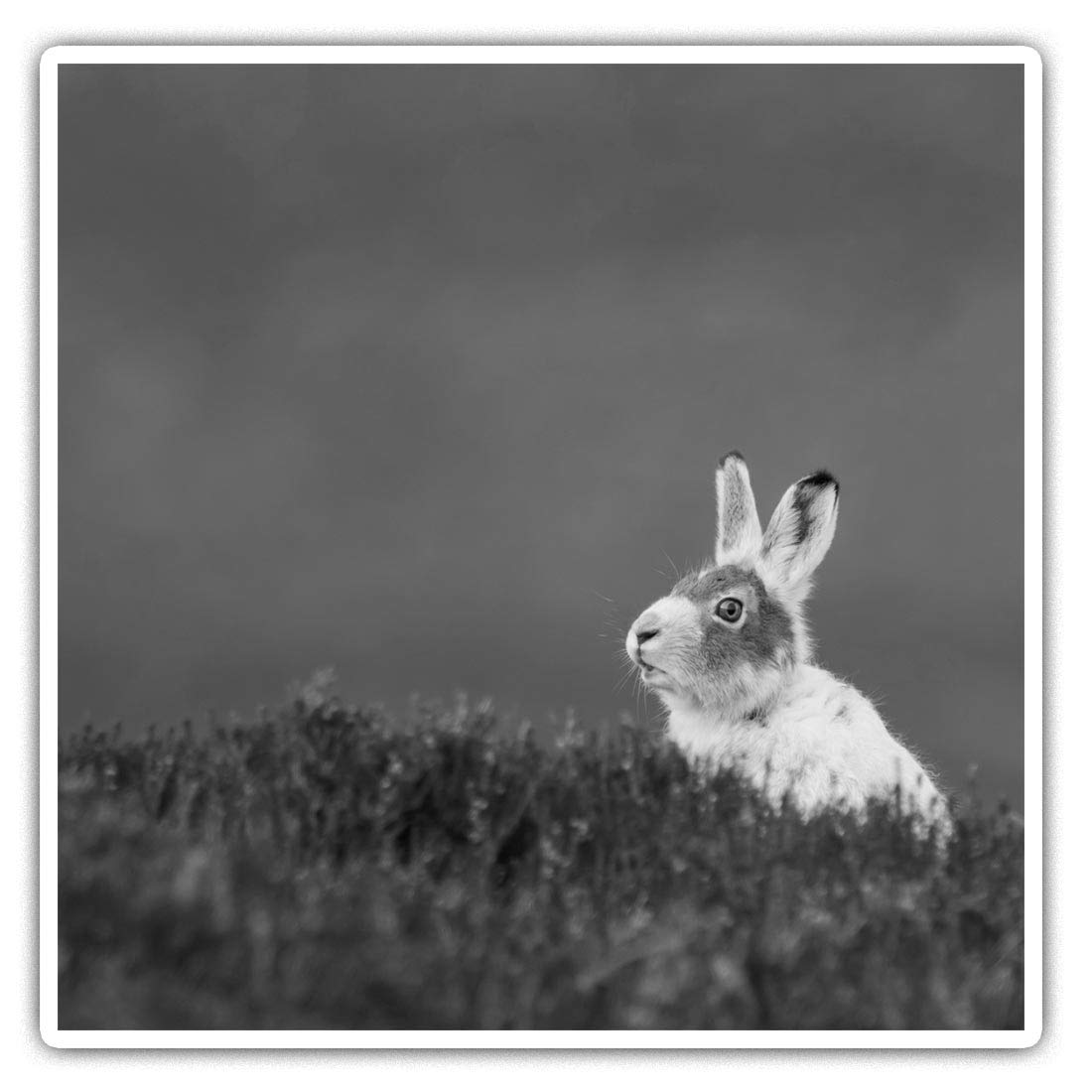 Destination Vinyl Ltd Multi 2 X Square 10Cm Vinyl Stickers - Mountain Hare Rabbit Tundra 35380