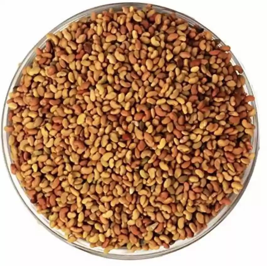 EasySeeds Hedge Lucerne, Alfa Alfa Grass, Dwraf Koa, Desmanthus Virgatus, Velimsal Seeds for All Life Stages Sheep 10Gm(Pack Of Approx. 1000 Seeds)(Lucerne25, 1000) (B0B728JL9C) Amazon Price History, Amazon Price Tracker