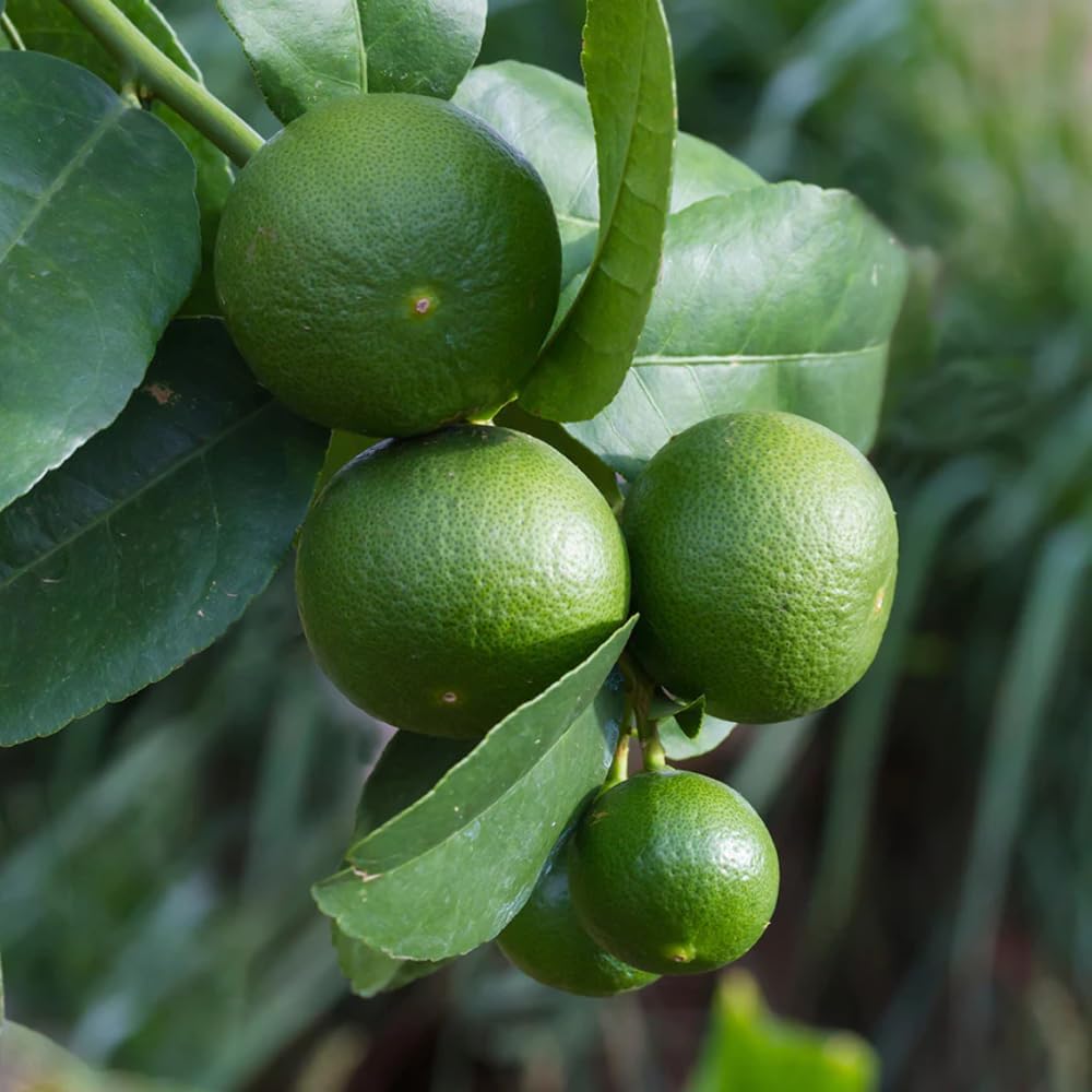 Aromatics International Premium Organic Lime Essential Oil 18ml | 100% Pure Essential Oil for Diffusion & Aromatherapy