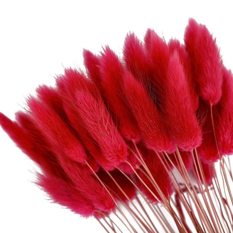 Pampas Grass Large 50pcs Flores Secas Cola de Conejo miniatura 1