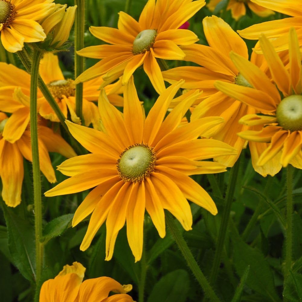 Rudbeckia Hirta 'Prairie Sun' – Bright Bi-Coloured Blooms, Long Flowering Season, Easy-Care, Wildlife-Friendly – 1x 1 Litre Pot by Thompson and Morgan