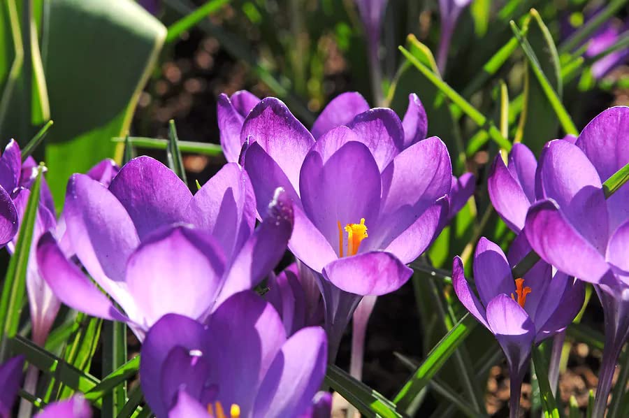 Image of IMP. Saffron | Crocus Excellent Quality Flower Bulbs for Attractive Aromatic Flowers Home Outdoor Gardening Plants Flowering Bulbs (pack of 12, Tommasinianus)