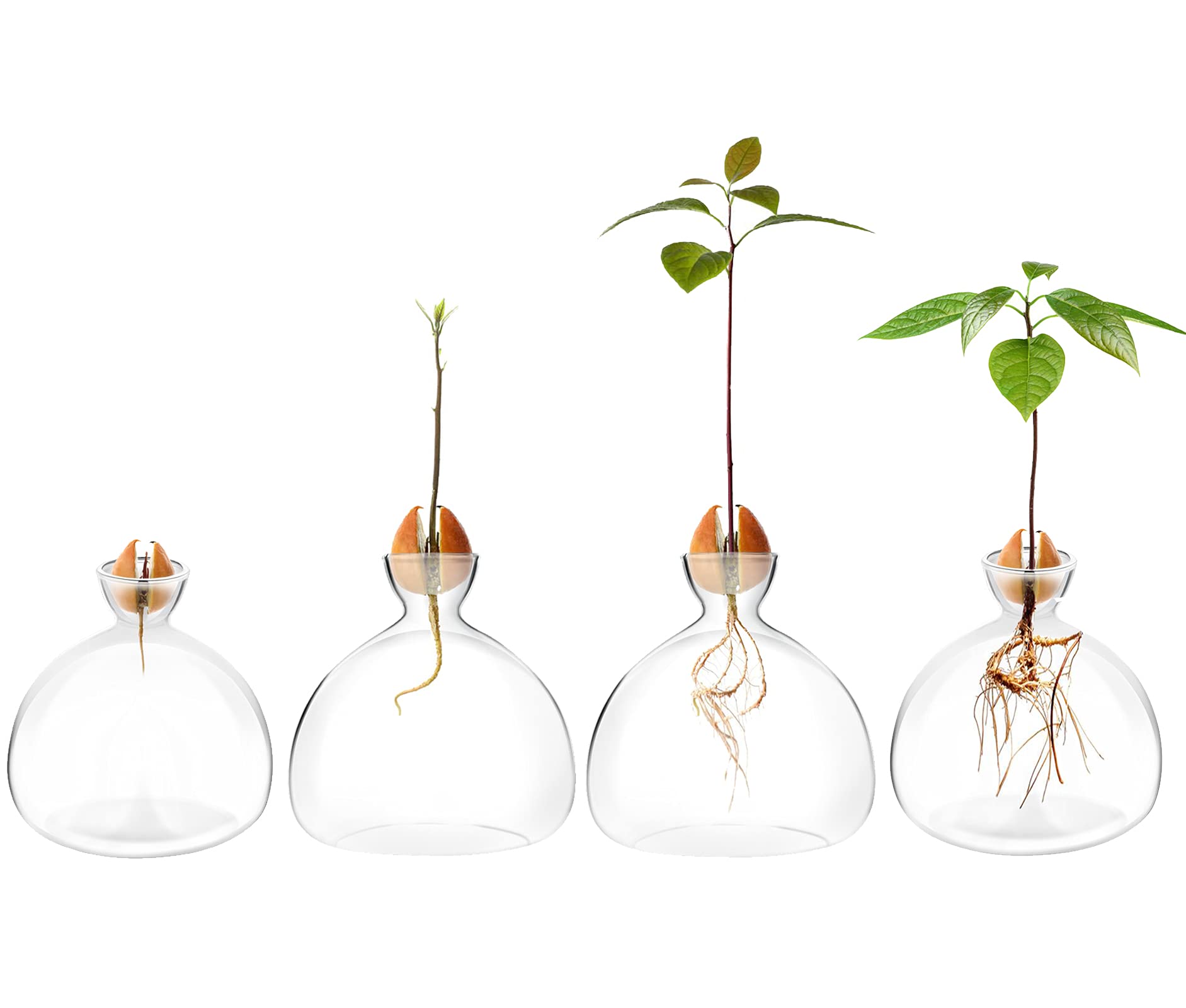 Kit de Culture d'Avocat Vases en Verre - Démarrage de Graines d'Avocat - Cadeaux de Jardinage