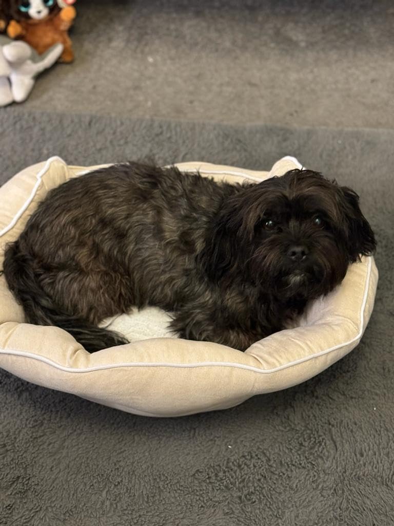 Webeasy Dark Grey Dog Cat Bed Small Pet Sofa Bed, Small Dog Bed Washable, Soft Pet Sleeping Bed for Dogs, Cats, Kittens and Puppies Super Soft and Comfortable Plush Dog Bed with Non-Slip Bottom,S 9 61f 0p0VjkL. AC SL1024