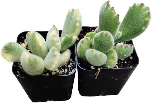 Miniatura 10 de Plantas de cactus suculentas vivas (juego de dos macetas de 2 pulgadas) (Echeveria 'Lolita'+'Perle Von Nurnberg')