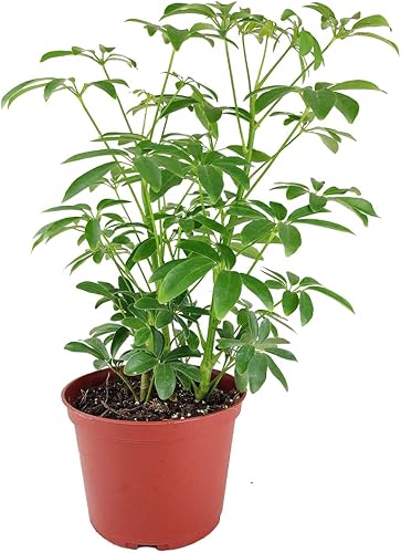 Miniatura 4 de Schefflera Arboricola - Árbol de paraguas enano (maceta de cultivo de 6 pulgadas) - Planta de interior tropical - Planta de interior baja luz y
