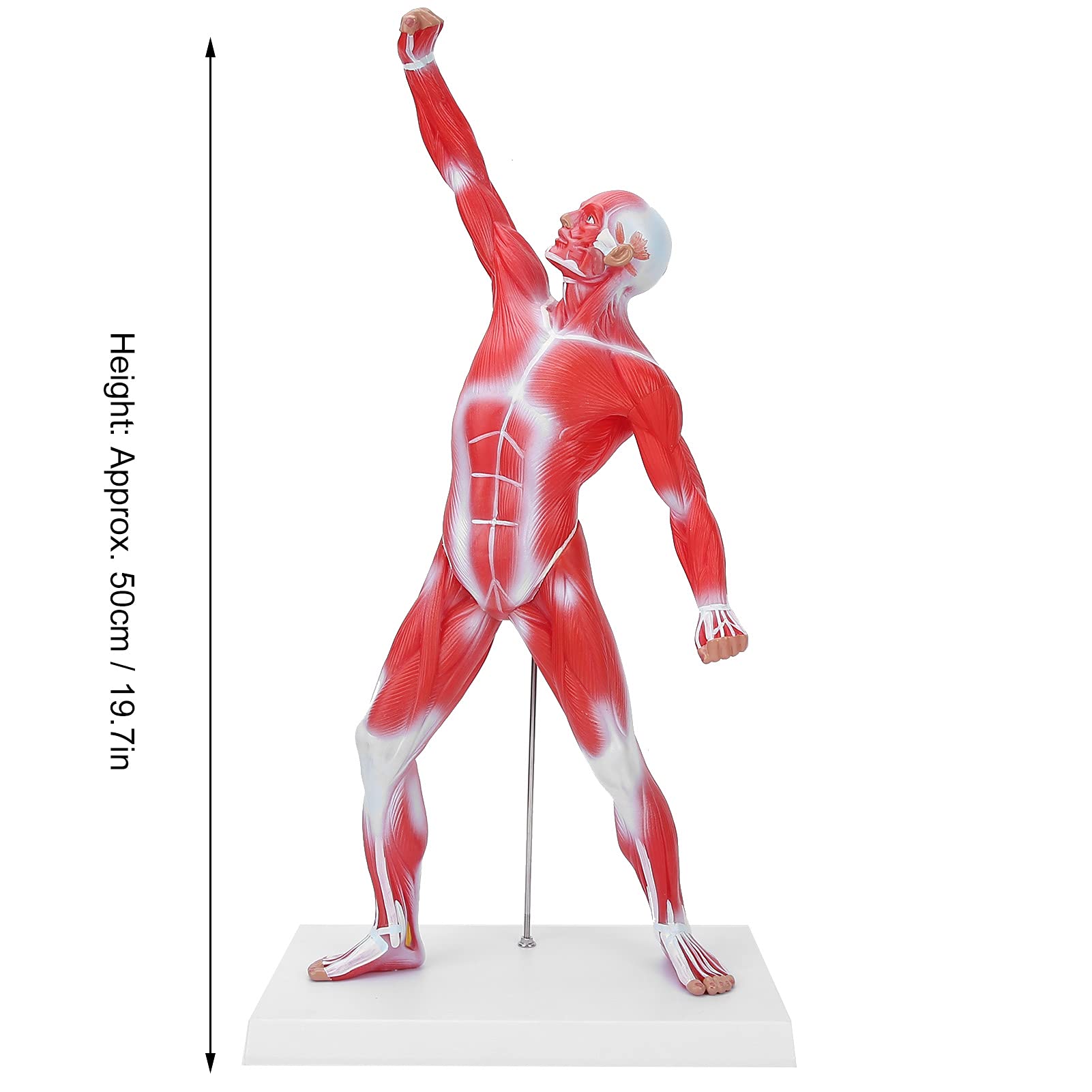 Modello di anatomia muscolare umana, figura del sisteme muscolare, 50 cm, con consistenza muscolare di base e limpida, per l'insegnamento di fisiologia medica