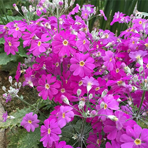 Image of Japanese Flower Sakurasou (Primula Sieboldii) SEEDS Pack