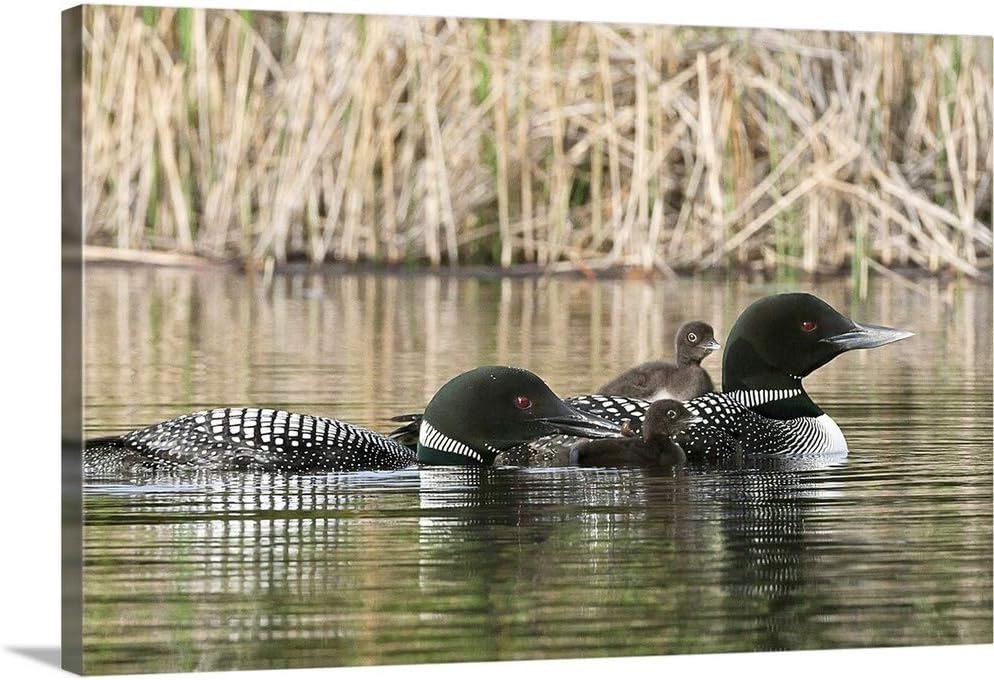 CANVAS ON DEMAND Common Loon Family, One Adult Loon Is Giving an Aquatic Insect to Its Chick Canvas Wall Art Print by Charles Sleicher, Home Decor, Bird, Wildlife Artwork,30" x20in