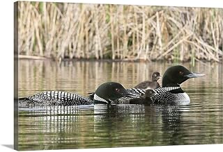 CANVAS ON DEMAND Common Loon Family, One Adult Loon Is Giving an Aquatic Insect to Its Chick Canvas Wall Art Print by Charles Sleicher, Home Decor, Bird, Wildlife Artwork, 18" x12in