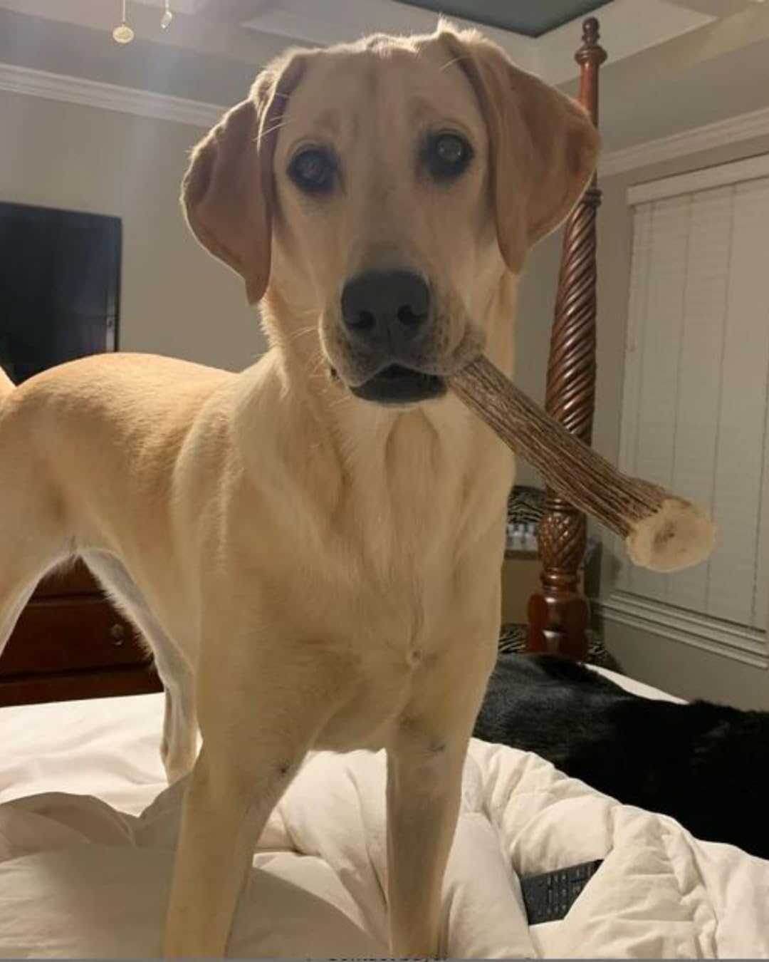 WhiteTail Naturals Deer Antlers for Dogs (1 lb Bulk Pack) Premium Antler Chews for Medium to Large Dogs – Grade A, Wild Sourced & Naturally Shed (Approx. 4-5 Count)