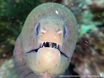 Fisheyeフィッシュアイ10516 WF/スマートハウジング WFH06 Weefine | フィッシュアイ公式オンラインストア