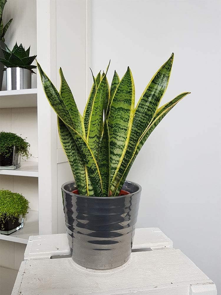 Golden Edge Sansevieria Snake Plant in 6-Inch Pot