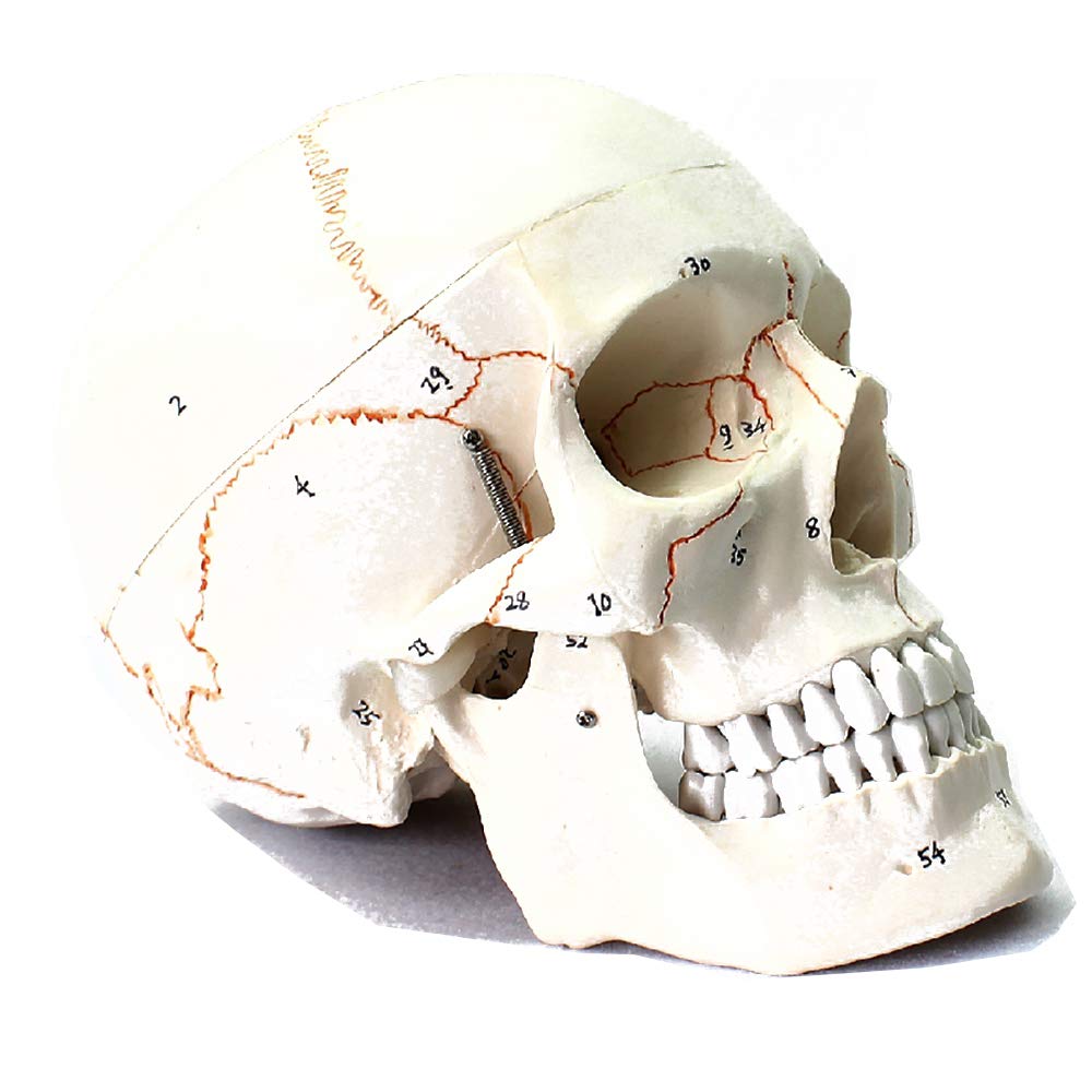 Amazon.com: PacuM Teaching Model,Human Skull Model, Human Anatomy 