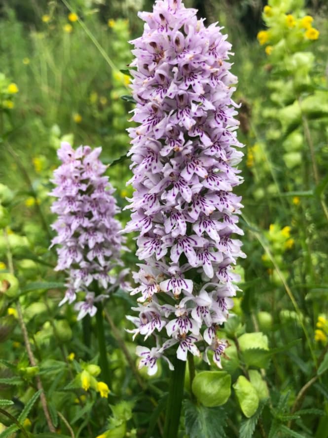 1 Pack of 0.5g SEEEDS Wildflower - Common Spotted Orchid