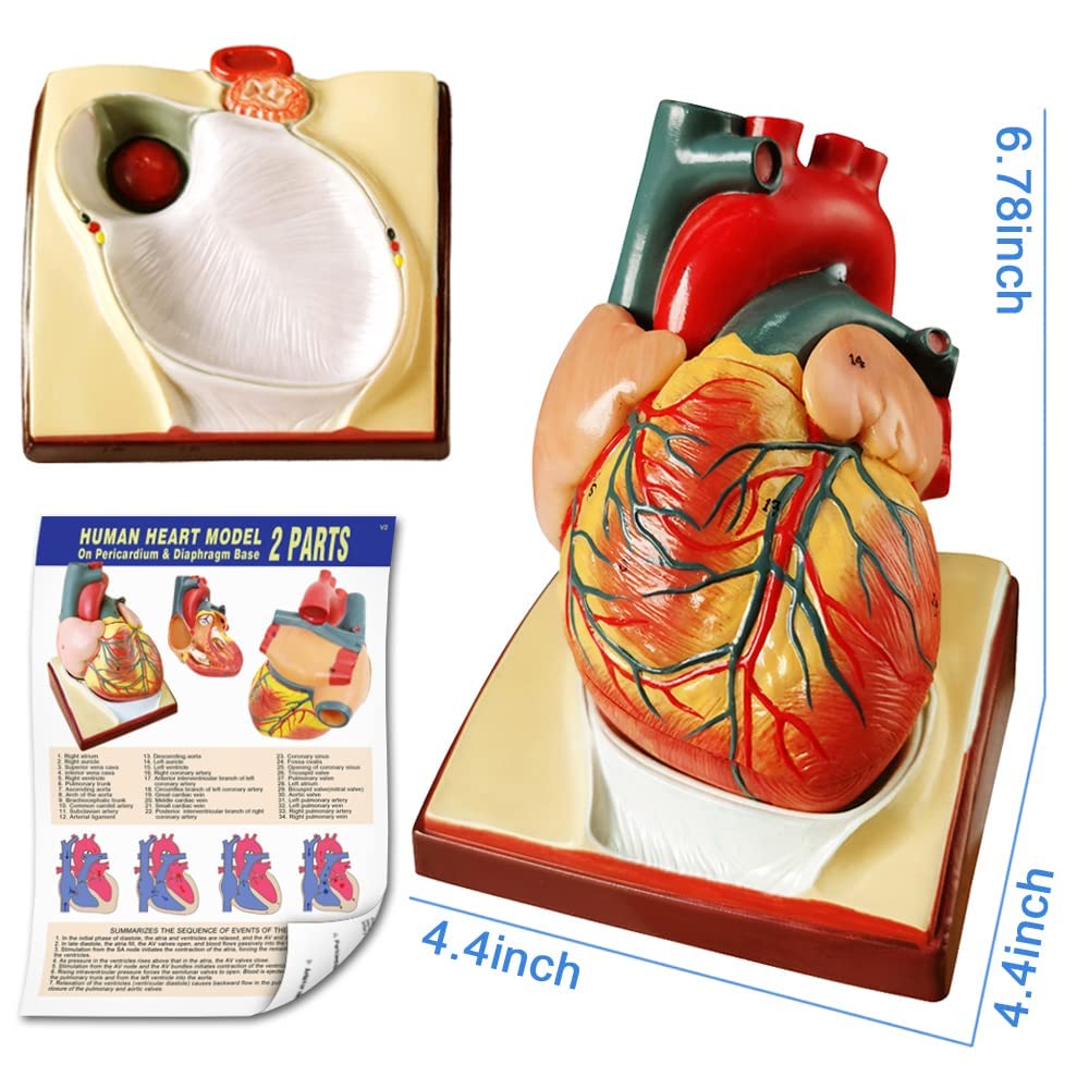 Modello di anatomia, torso, scheletro cuore, mezza misura cranio con cervello, set di 4 mani su strumenti di studio 3D per gli studenti di medicina, kit didattico