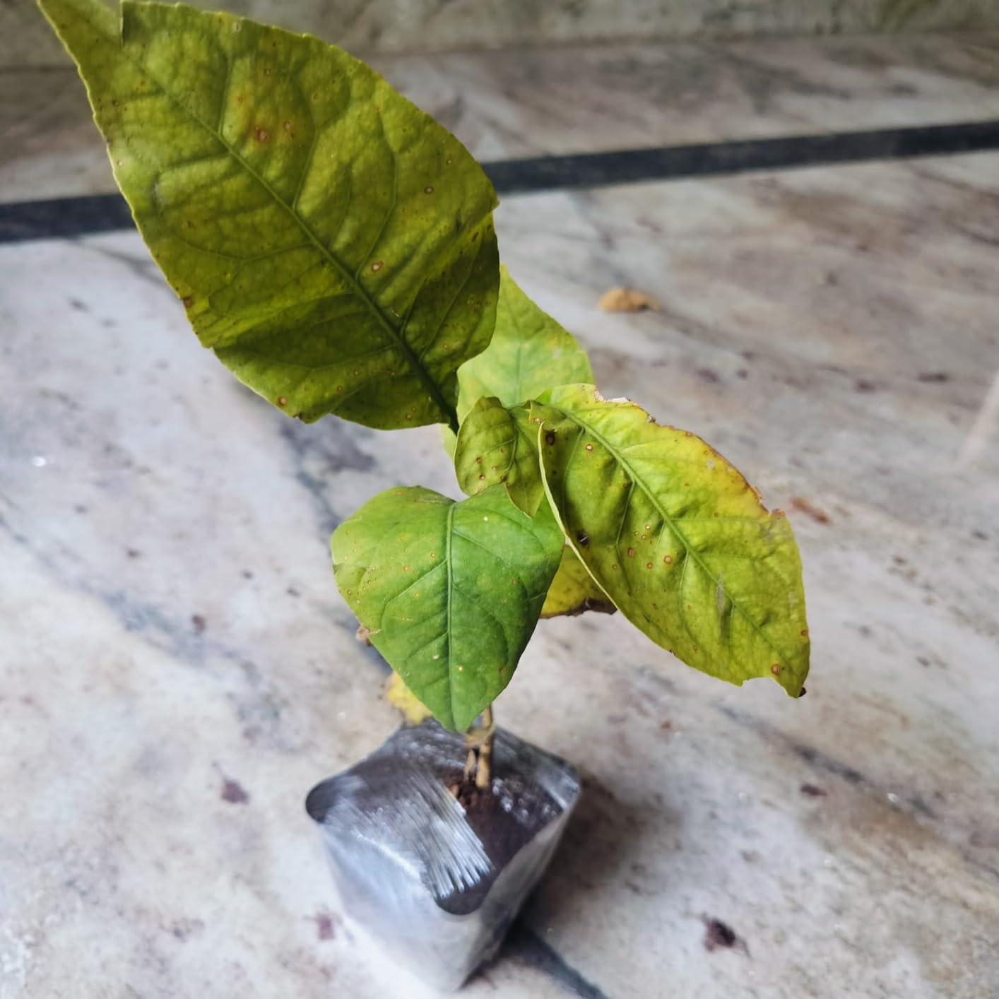 Charming Gronhus Live Bel Patra/Bel Tree/Bilva Patra/Bael load of shiva